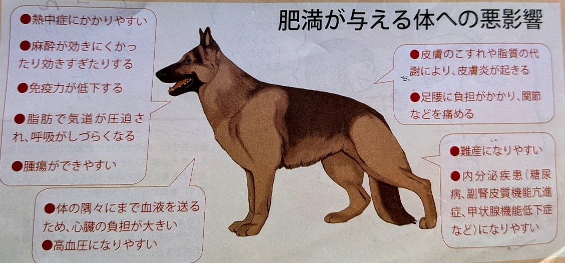 肥満が与える体への悪影響（熱中症・免疫力低下・関節への負担・心臓への負担など）の解説図